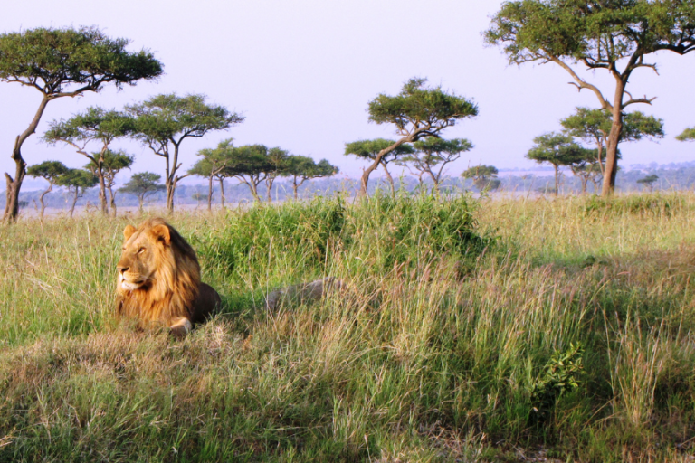 Unleashing the Adventure: Family Travel to Kenya's Majestic Wilderness